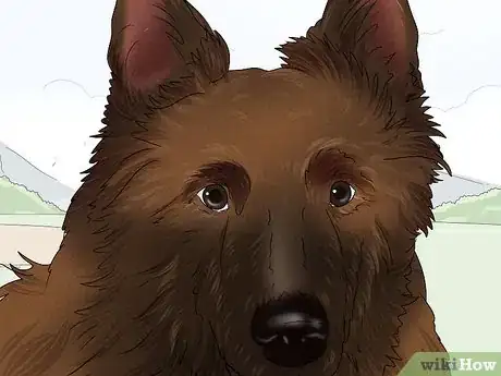 Image titled Identify a Belgian Sheepdog Step 4