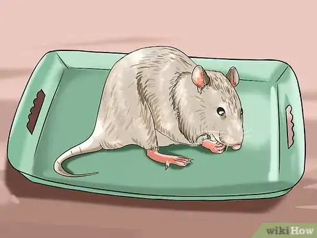 Image titled Make a Swimming Pool for Your Rat Step 4