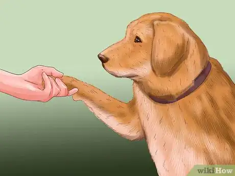 Image titled Get Canine Physical Therapy Step 4