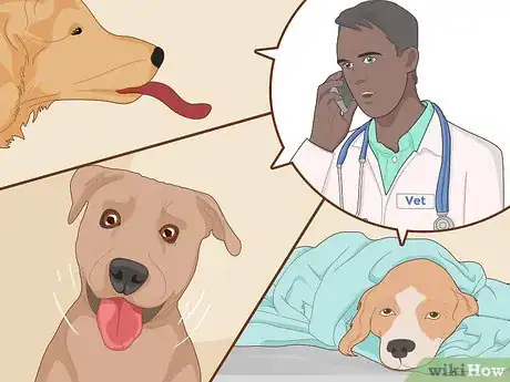 Image titled Keep a Dog Cool in Hot Weather Step 16