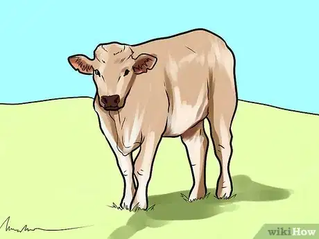 Image titled Choose Cattle for a Foundation Herd Step 4