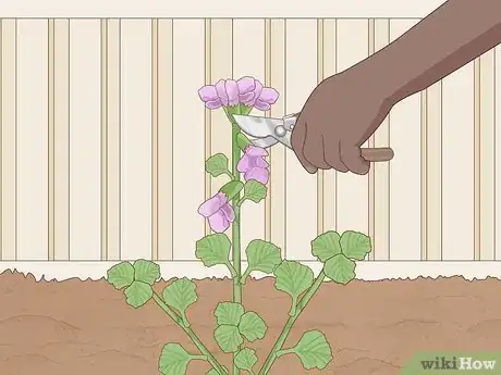 Image titled Grow Horehound Step 13