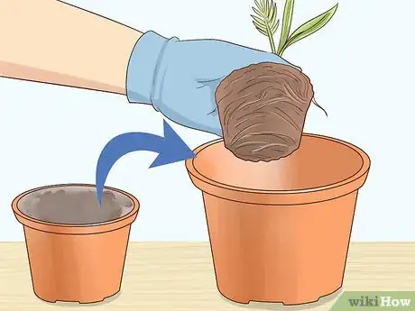 Image titled Plant Date Seeds Step 17