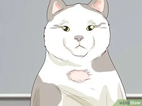 Image titled Diagnose and Treat Pyothorax in Cats Step 5