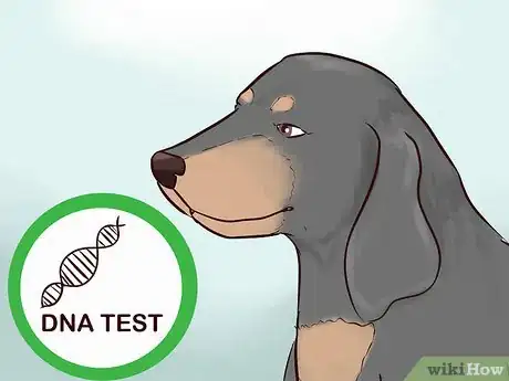 Image titled Identify a Black and Tan Coonhound Step 13