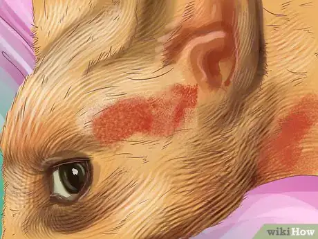 Image titled Diagnose Seasonal Allergies in Cats Step 2