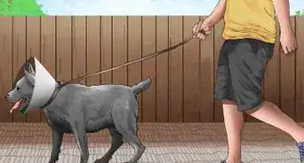 Keep Your Dog Calm After Neutering