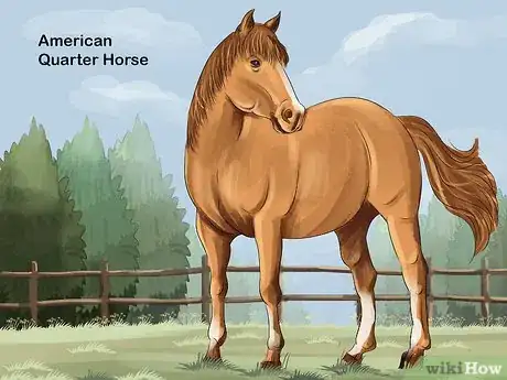 Image titled Choose the Right Breed of Horse for You Step 1