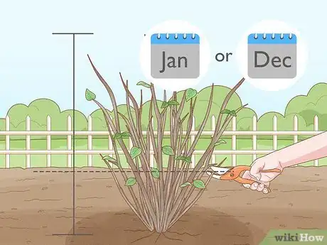 Image titled Care for a Purple Flower Potato Bush Step 15