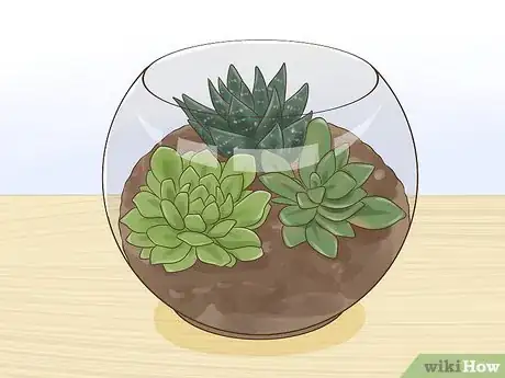 Image titled Display Succulents Step 2