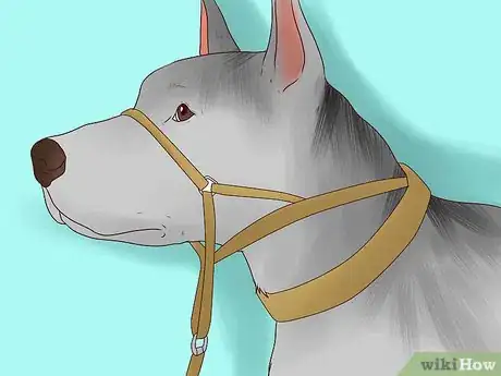 Image titled Use a Halter Collar on a Dog Step 4