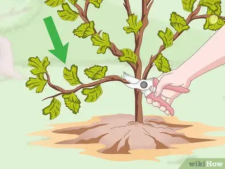 Image titled Prune Gooseberries Step 7