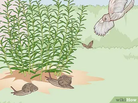 Image titled Attract Tawny Frogmouths Step 3