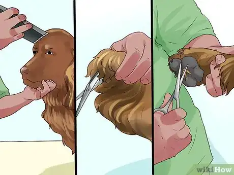 Image titled Groom a Sussex Spaniel Step 10