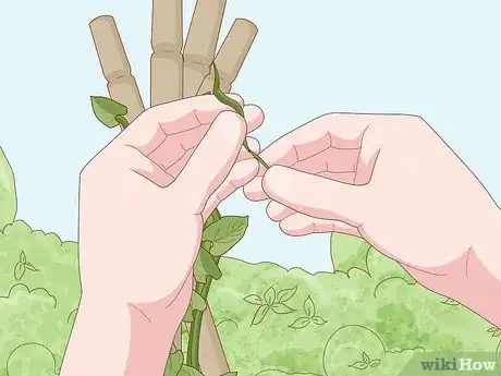 Image titled Grow Runner Beans Step 16