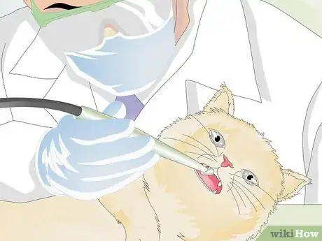 Image titled Prevent Feline Dental Disease Step 12