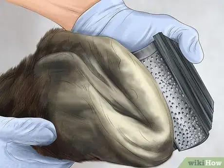 Image titled Maintain Good Hoof Care on Your Horse Step 15