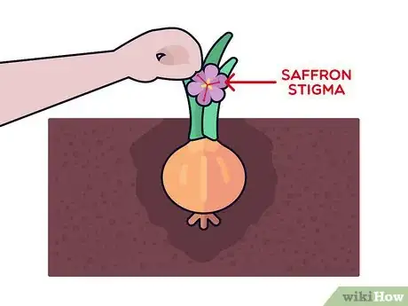 Image titled Grow Saffron Step 11