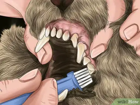 Image titled Care for an Australian Terrier Step 19