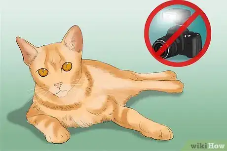 Image titled Take Photos of Adoptable Cats Step 14