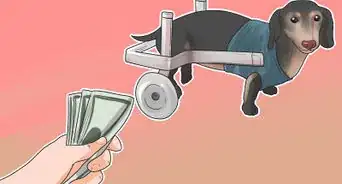 Treat Back Problems in Dachshunds