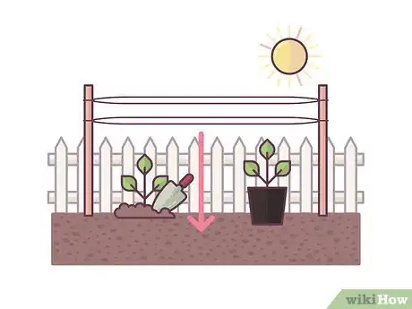 Image titled Grow Boysenberries Step 9