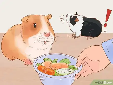 Image titled Neuter Your Guinea Pig Step 14