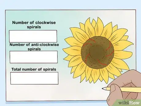 Image titled Plant Turing Sunflowers Step 20