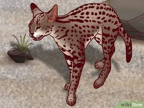 Image titled Identify Feline Species by Fur Step 8