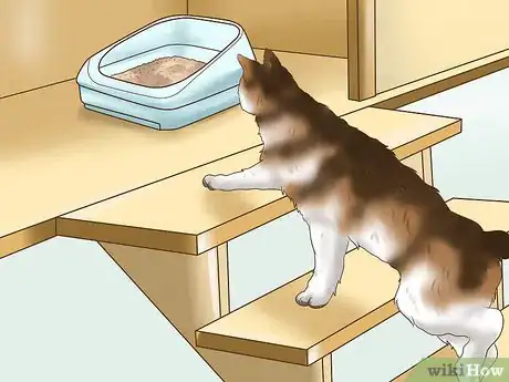 Image titled Take Care of an American Wirehair Cat Step 12