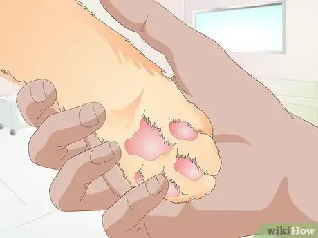 Image titled Keep a Cat Healthy Step 12