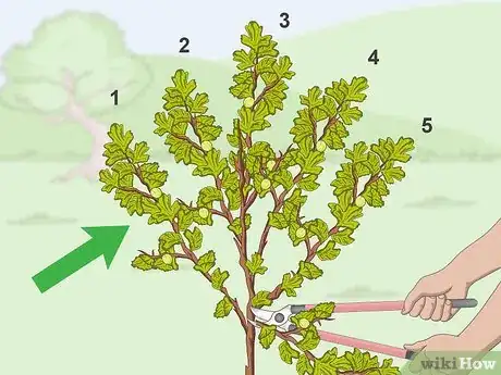 Image titled Prune Gooseberries Step 1