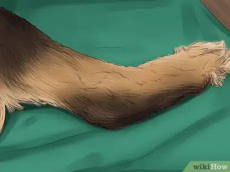 Image titled Diagnose Osteochondrosis Dissecans in Rottweilers Step 3