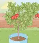 Grow a Cashew Nut in a Pot