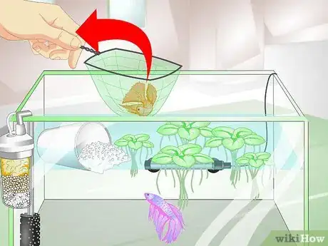 Image titled Provide a Protective Breeding Environment for Betta Fish Step 15