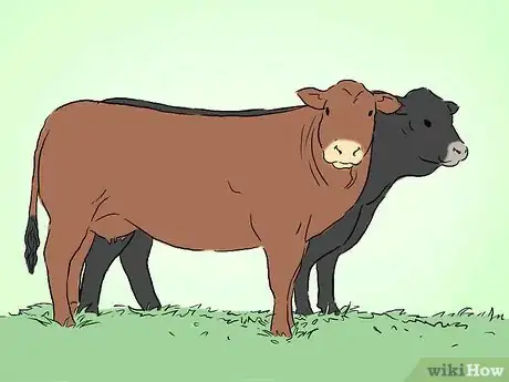 Image titled Identify Limousin Cattle Step 2