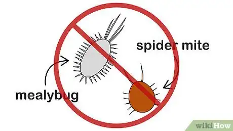 Image titled Grow Euphorbia Step 15