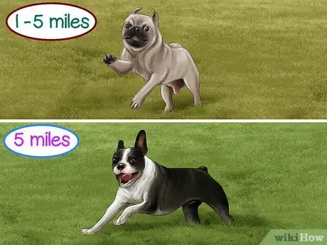 Image titled Give Your Small Dog Enough Exercise Step 6