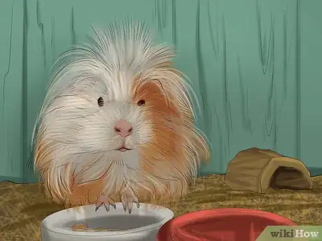 Image titled Choose a Pet Guinea Pig Step 4