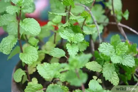 Image titled Divide Herb Plants Step 3