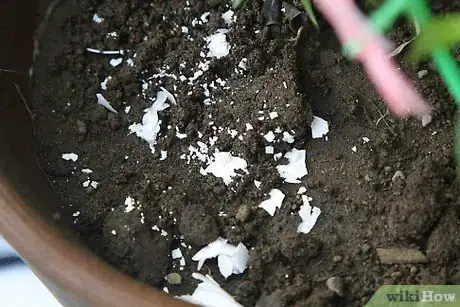 Image titled Recycle Eggshells in Gardening Activities Step 5Bullet2