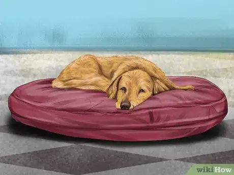Image titled Keep an Older Dog Warm in Cold Weather Step 7