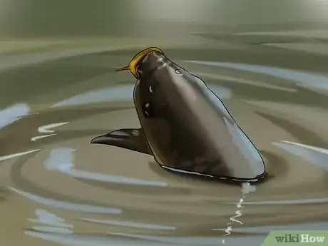 Image titled Identify a New Zealand Dolphin Step 3