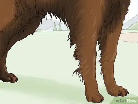 Image titled Identify a Belgian Sheepdog Step 5