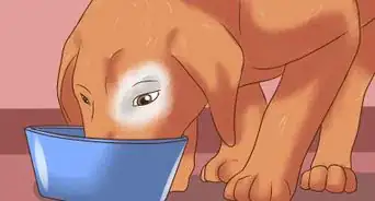 Detect Canine Hip Dysplasia