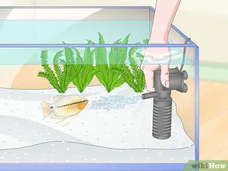 Image titled Care for a Pearl Gourami Step 11