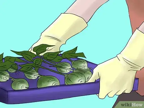 Image titled Overwinter Lily Bulbs Step 6