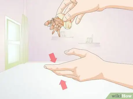Image titled Hold a Hermit Crab Step 4