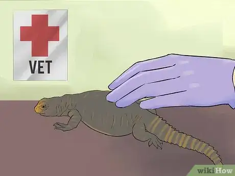 Image titled Care for Uromastyx Lizards Step 11