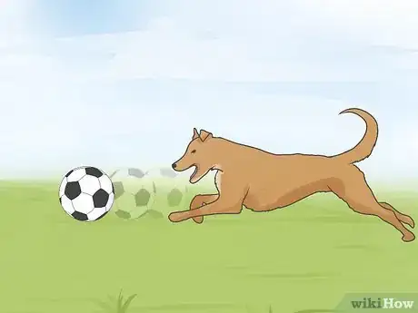 Image titled Treat Heart Failure in Dogs Step 1